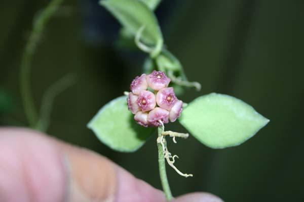 http://www.cloudjungle.com/cloudjungle/Asclepiadaceae/Hoya/Hoya heuschkelina flower.jpg
